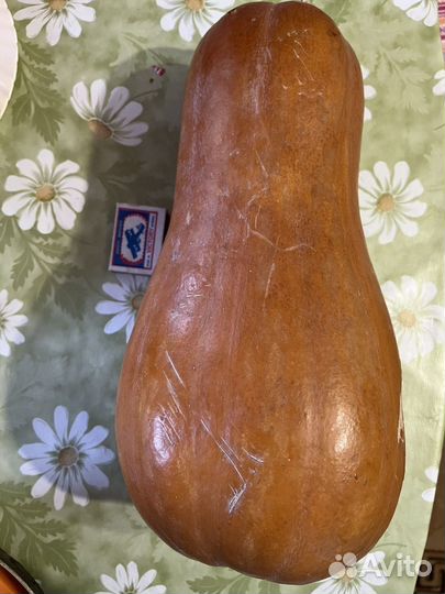 Семена мускатной тыквы