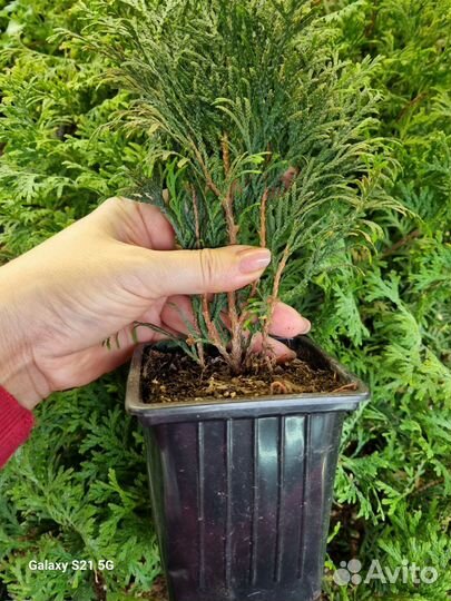 Саженцы для сада и городского озеленения