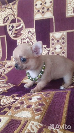 Щенки чихуахуа