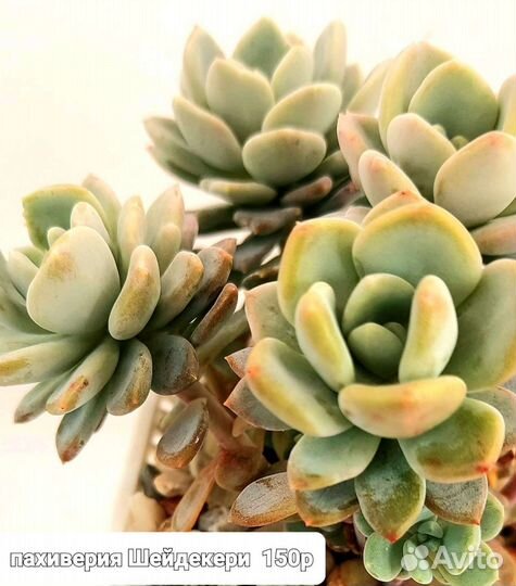 Суккуленты-седумы-седеверии-граптоверии-эхиверии