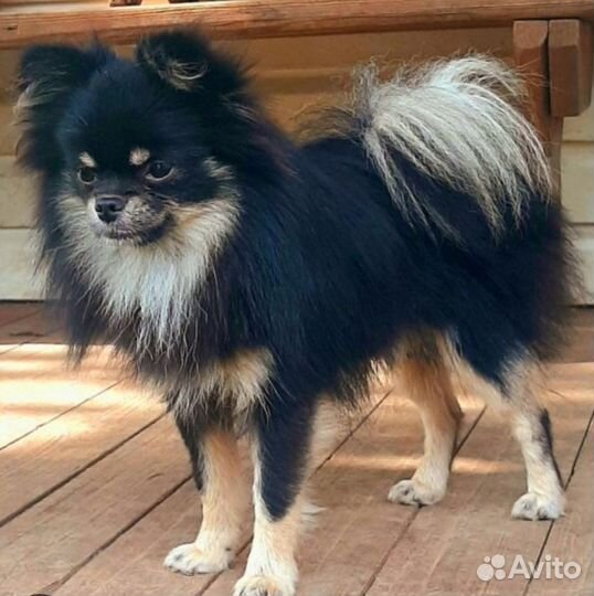 Померанский шпиц мини