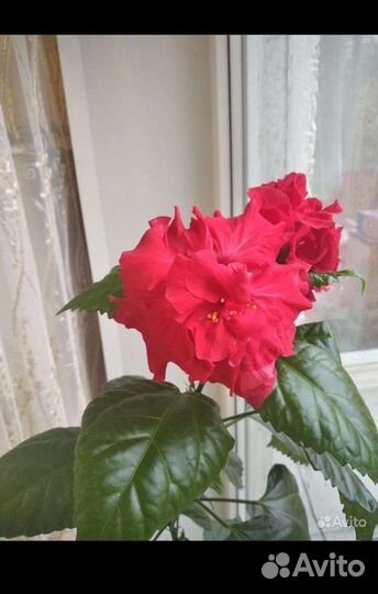 Гибискус китайская роза