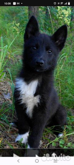 Русско европейская лайка