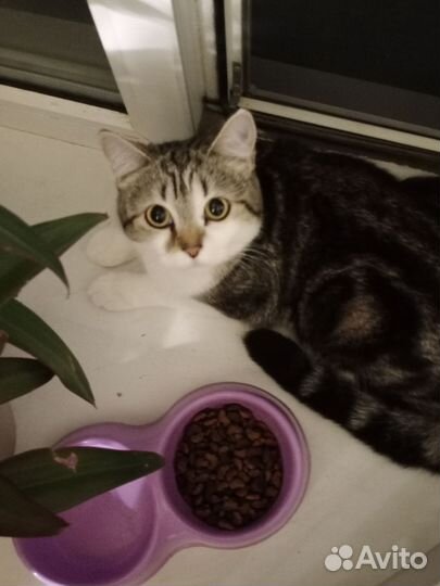 Передержка животных