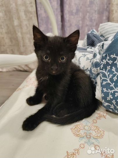 Кошка в дар