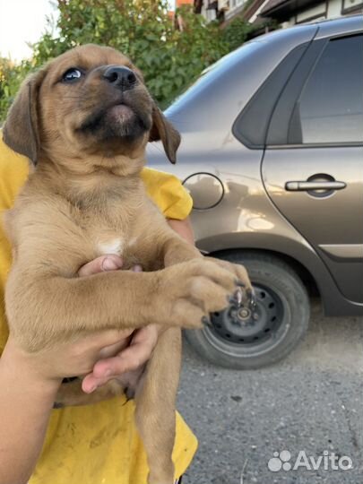 Щенки в добрые руки