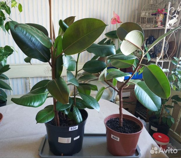 Фикусы Замиокулькас