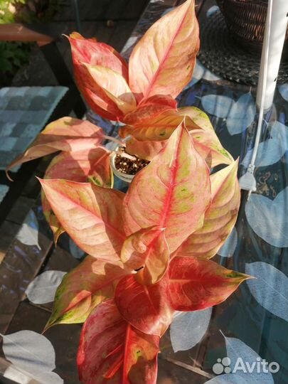 Аглаонема Pragai phet