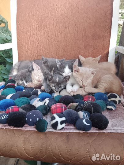 Отдам бесплатно котят