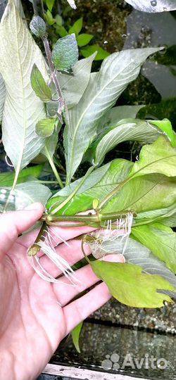 Аквариумные растения лимонник, папоротник, мох