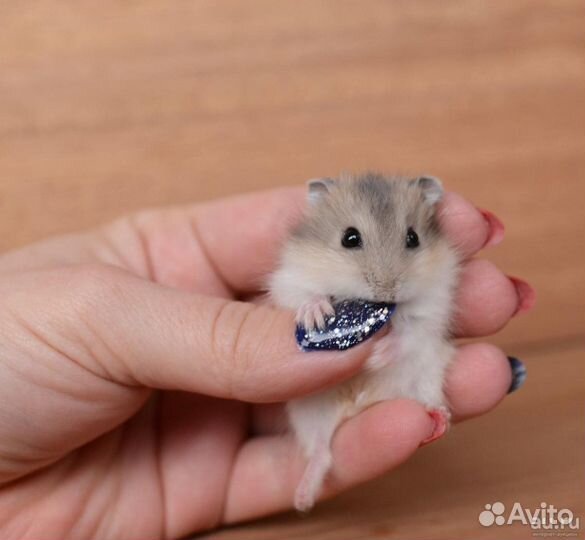 Джунгарский хомяк