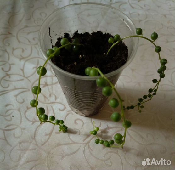 Тилландсия, антуриум