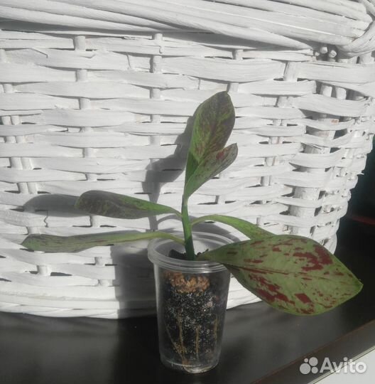 Комнатные растения 2