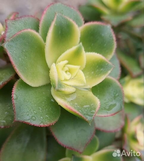 Суккуленты и кактусы