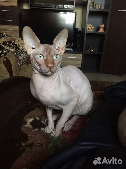 Канадский сфинкс вязка