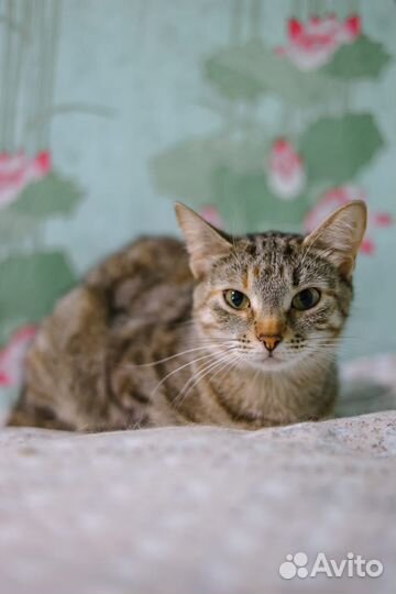 Замурчательная молодая кошка Анфиса в добрый дом