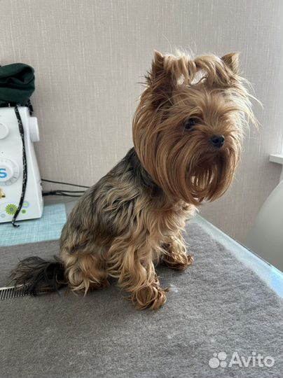 Грумер Стрижка собак, кошек, гигиена