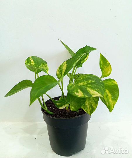 Сциндапсус золотистый