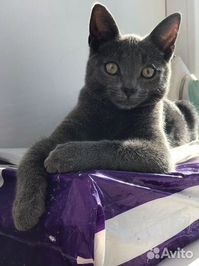 Котик серый