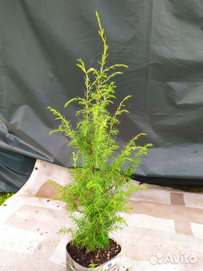 Можжевельник обыкновенный