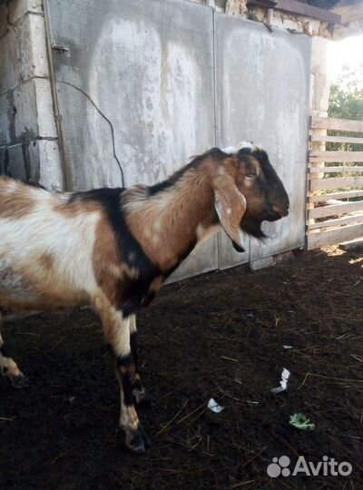 Ламанча и нубики