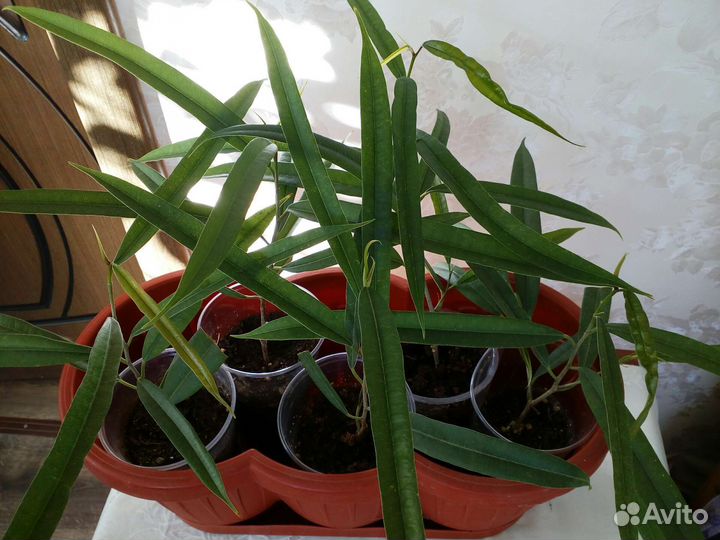 Комнатные цветы