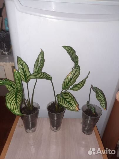 Каллатея Виттата