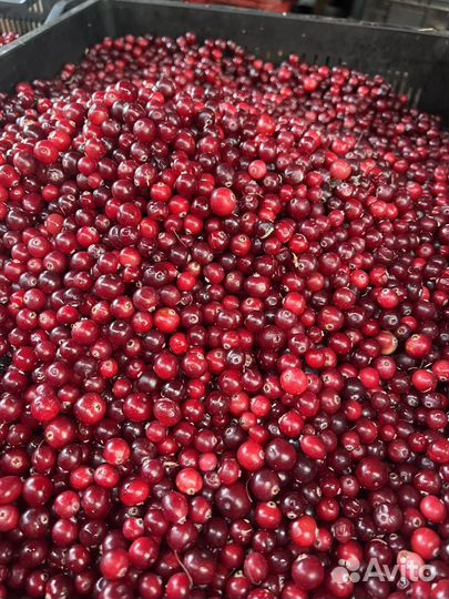Клюква свежая