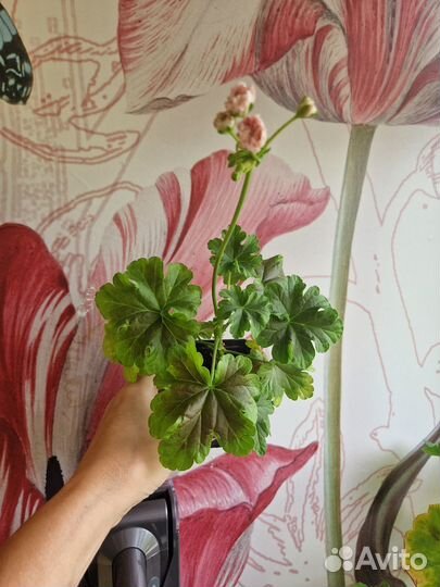 Пеларгония сортовая