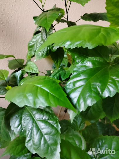 Гибискус китайская роза