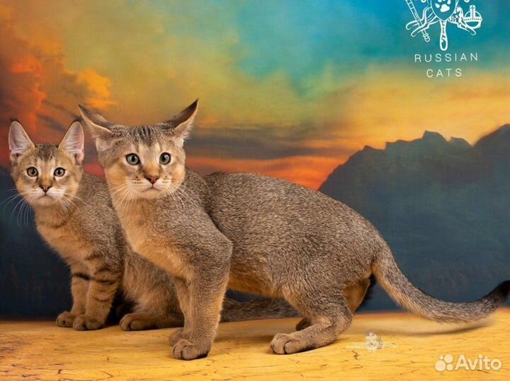 Чаузи Ф2, котята