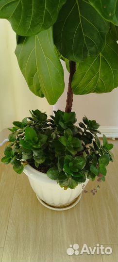 Фикус Лирата 1.7 метра