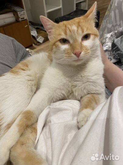 Рыжый котик