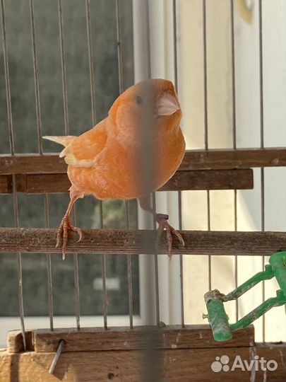 Кенари и канарейки