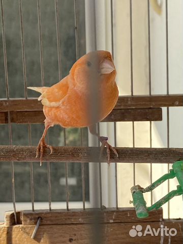 Кенари и канарейки