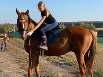 Лошади для тренировок и конных прогулок