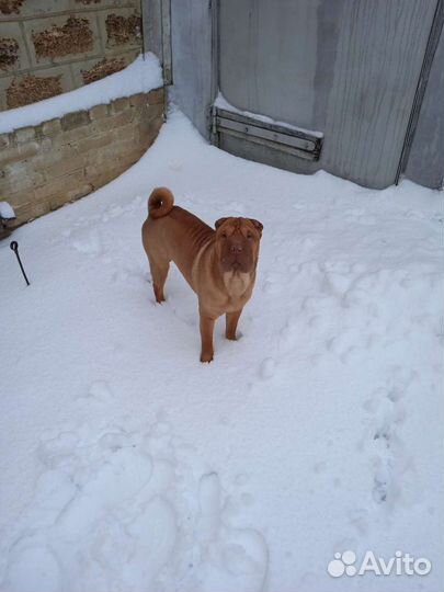 Шарпей вязка