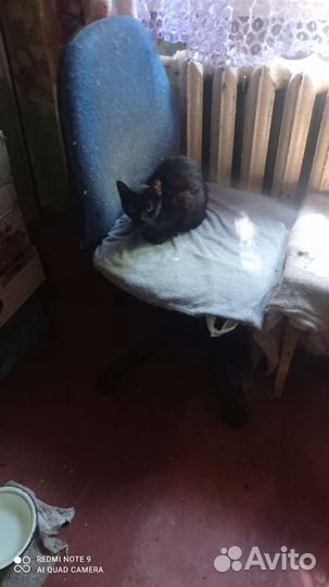 Собака и кошки