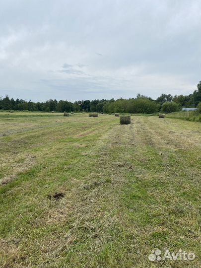 Продам сено