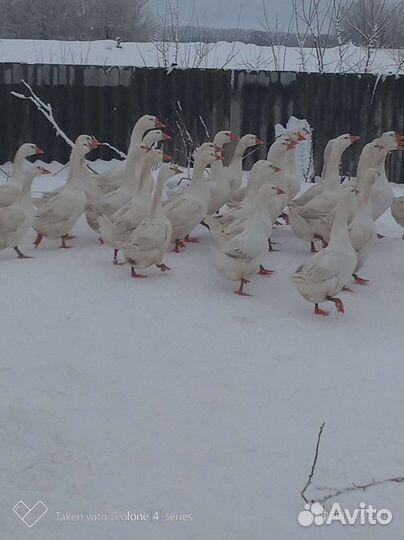 Гусята 5-ти дневные