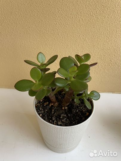 Крассула (толстянка) разные виды