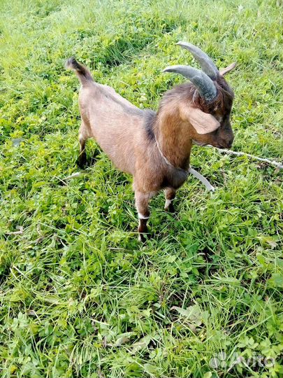 Козел 28.03.23 родился