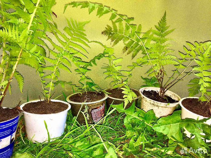 Папоротник декоративный (Страусник обыкновенный)