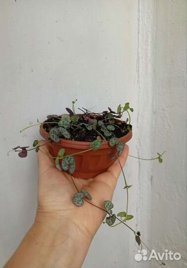 Цветы комнатные