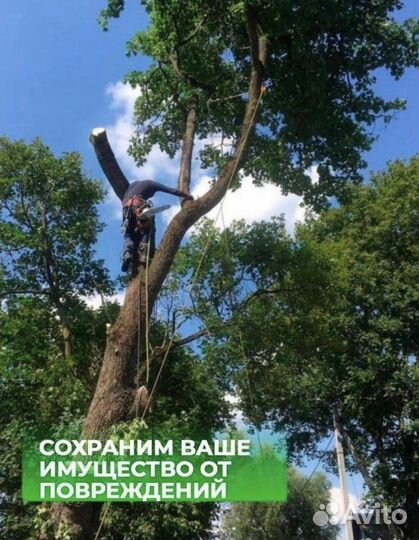 Спил деревьев. Расчистка и уборка участков