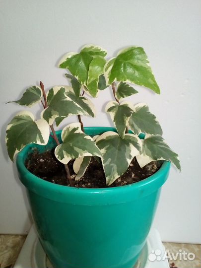 Комнатные цветы