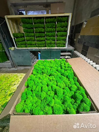 Стабилизированный мох, 1 кг