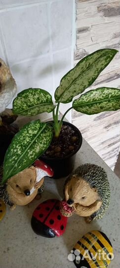 Сортовые аглаонемы