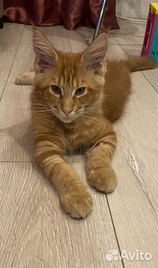 Котята мэйн кун