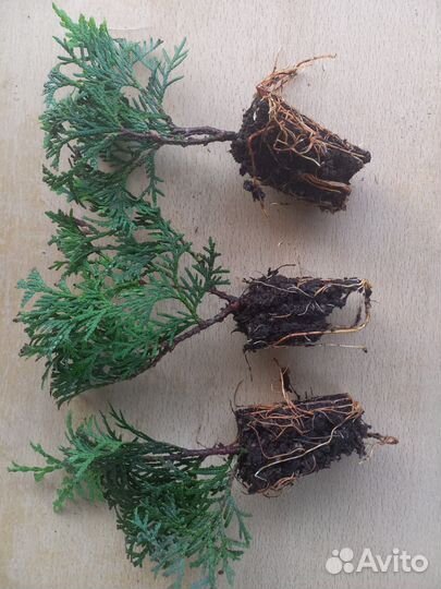 Туя Коломна саженцы опт